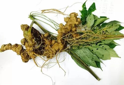 4 loại nhân sâm nổi tiếng trên thế giới